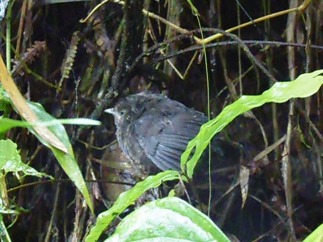 Munchique Wood-Wren - ML156337891