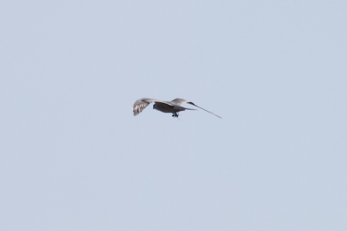 Mississippi Kite - ML156338051