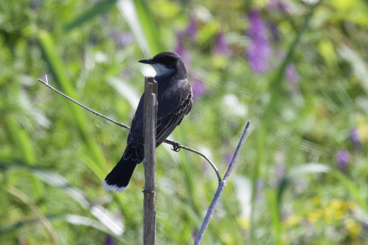 Eastern Kingbird - ML156338201