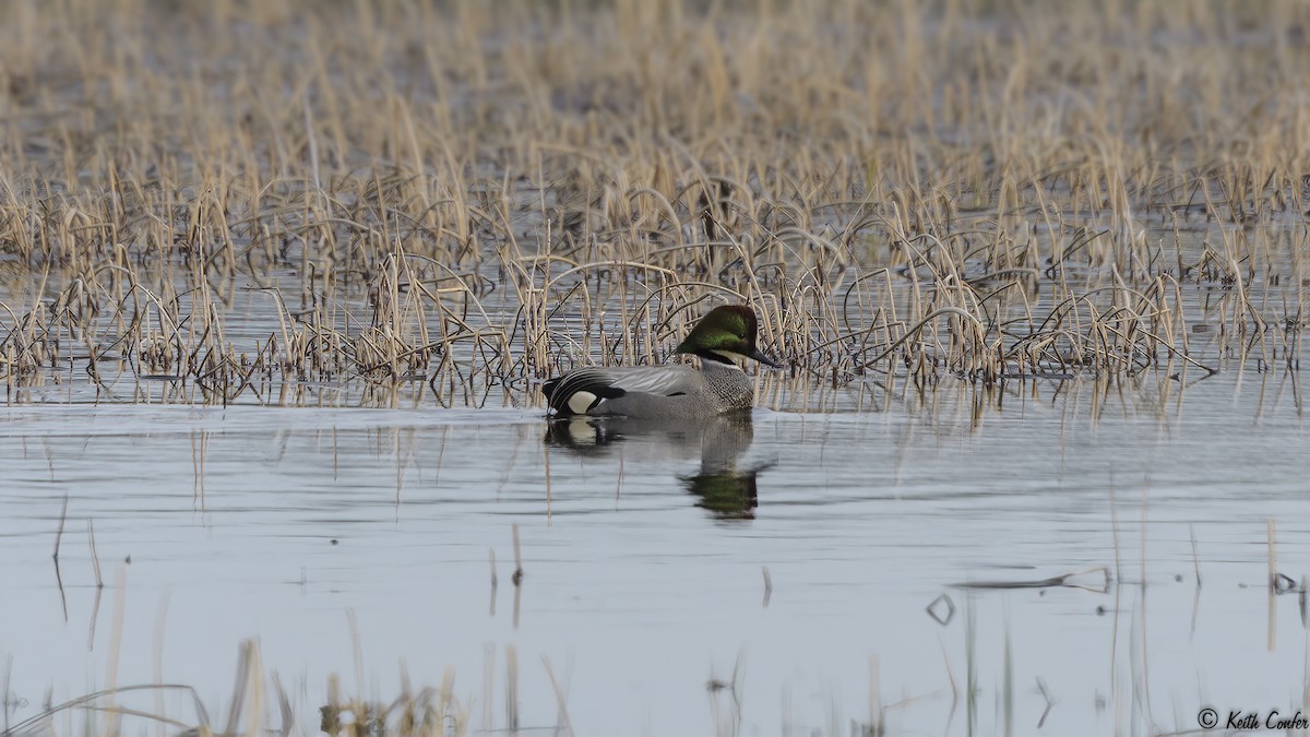 Falcated Duck - ML156339211