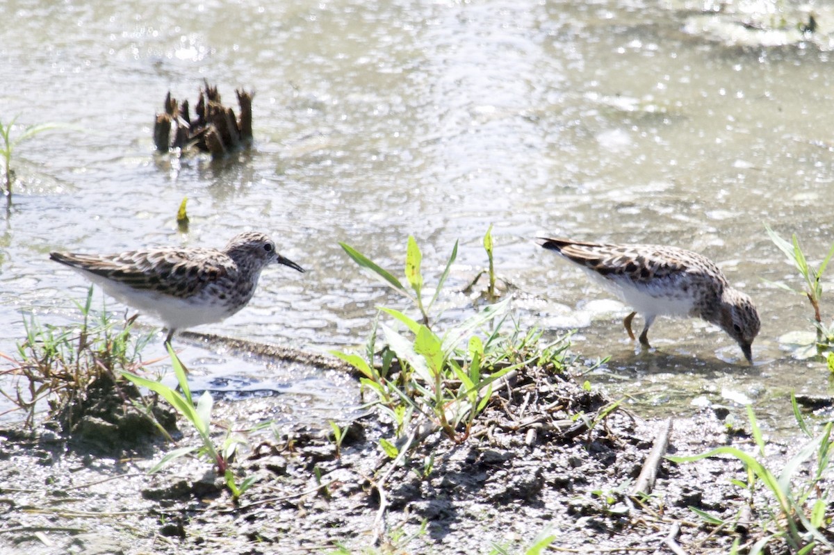 Least Sandpiper - ML156339671