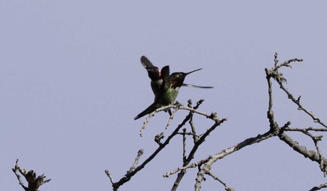 Anna's Hummingbird - Peter Seubert