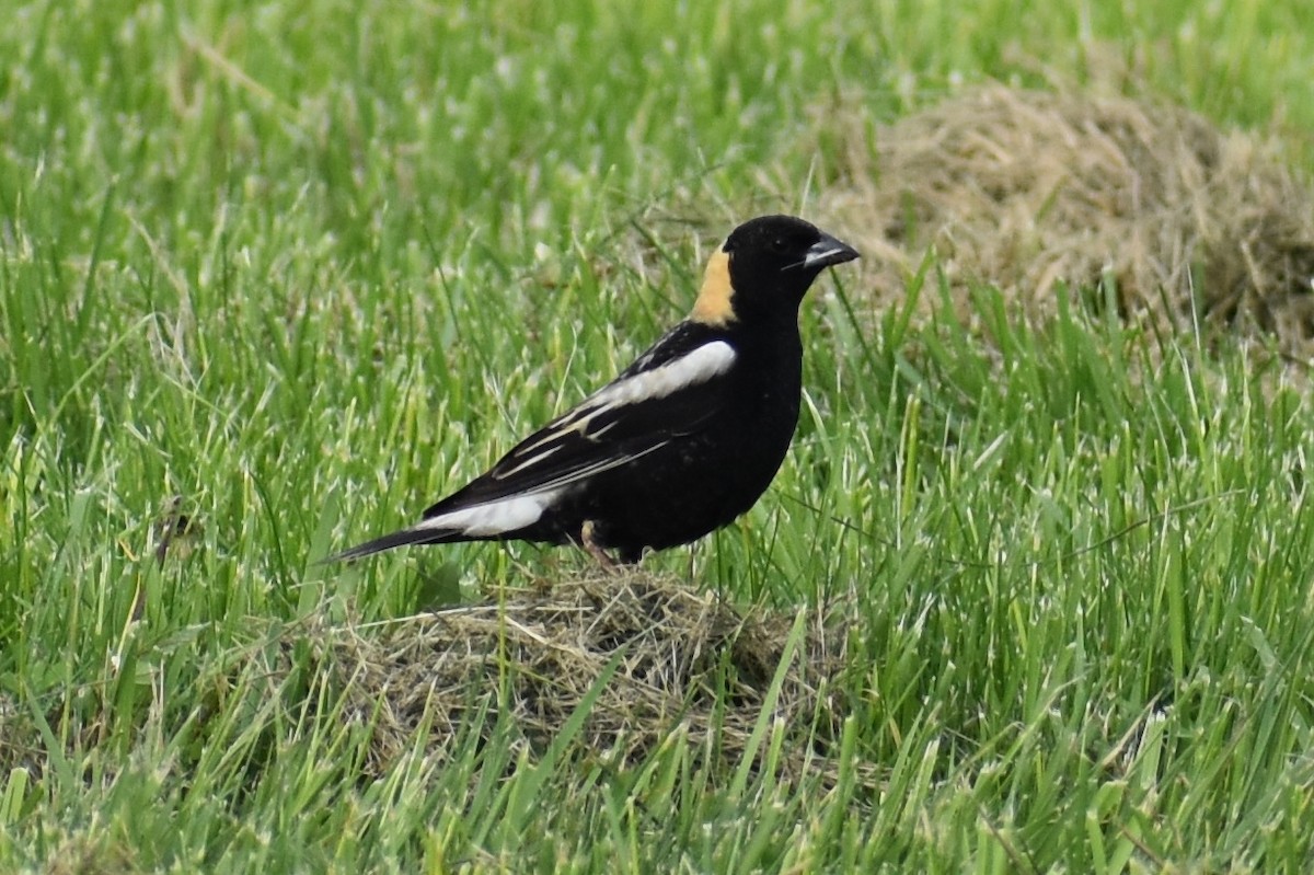 Bobolink - ML156340601