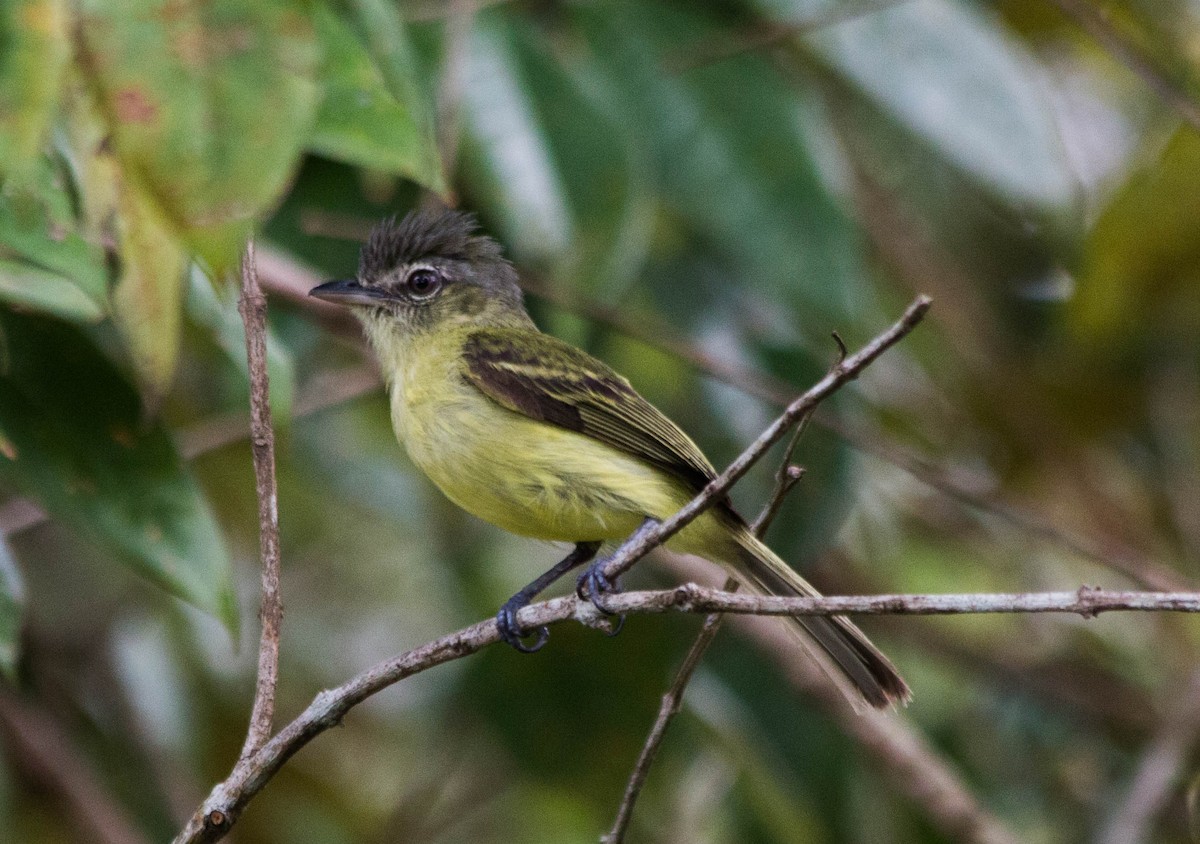 Yellow-olive Flatbill - ML156340851