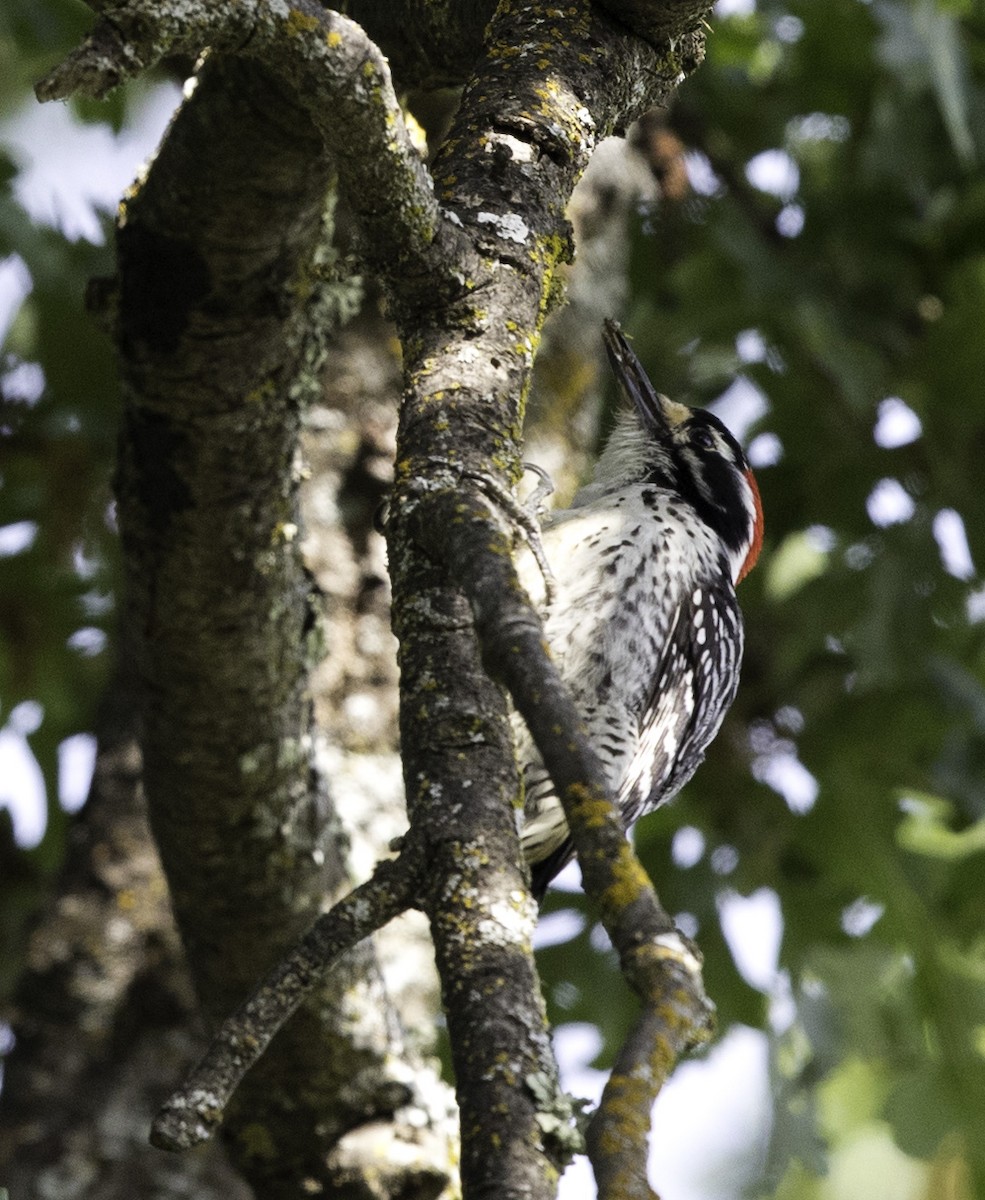 Nuttall's Woodpecker - ML156340951