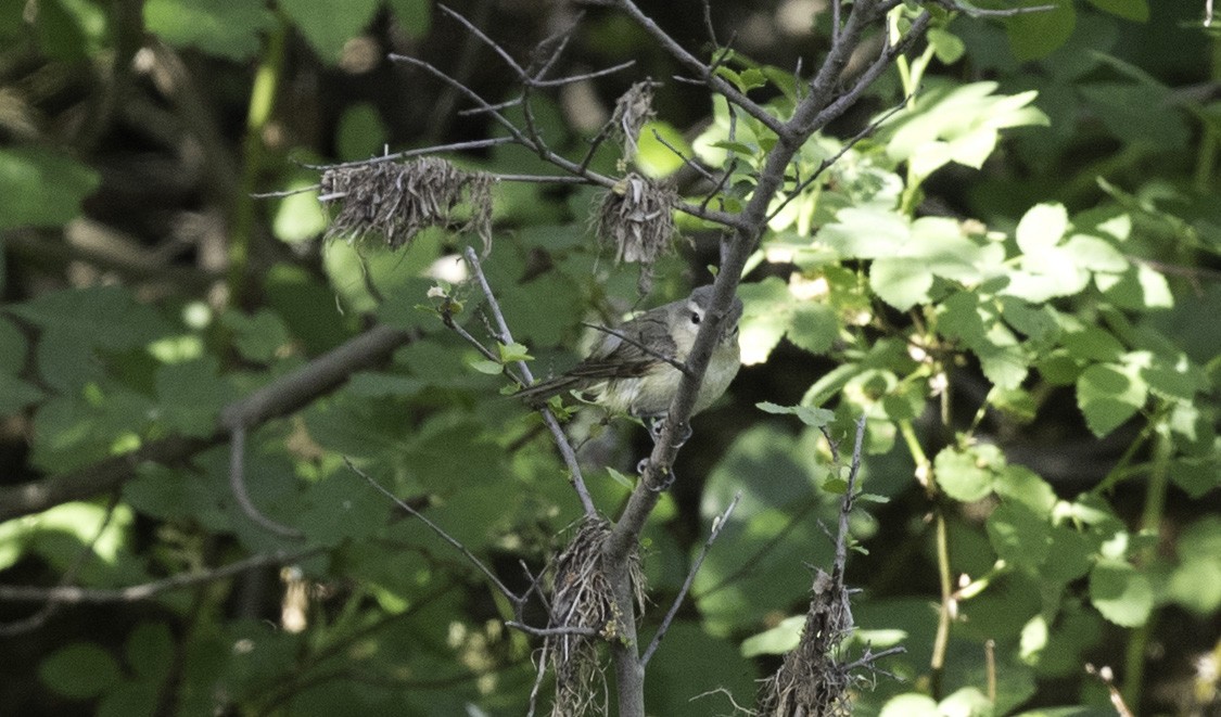 Ötücü Vireo - ML156342621