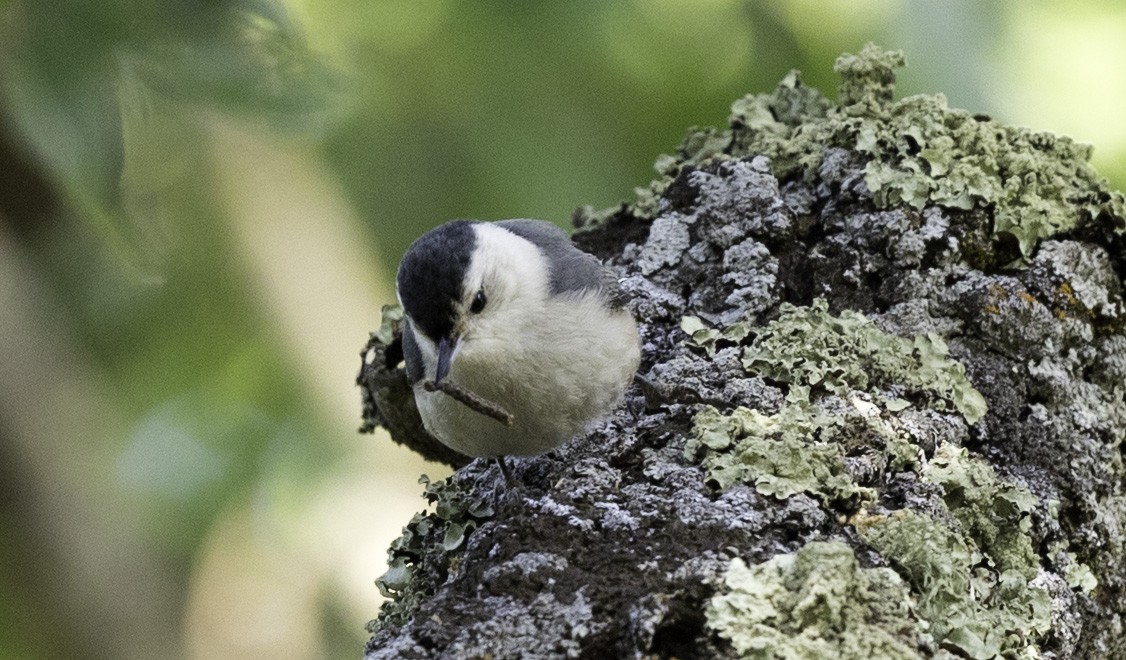White-breasted Nuthatch - ML156343011