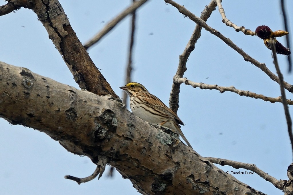 Savannah Sparrow - ML156346291