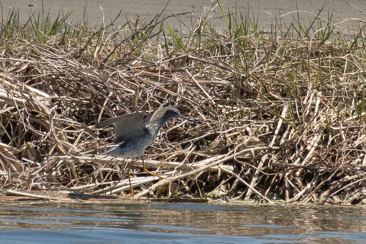 Greater Yellowlegs - ML156347211