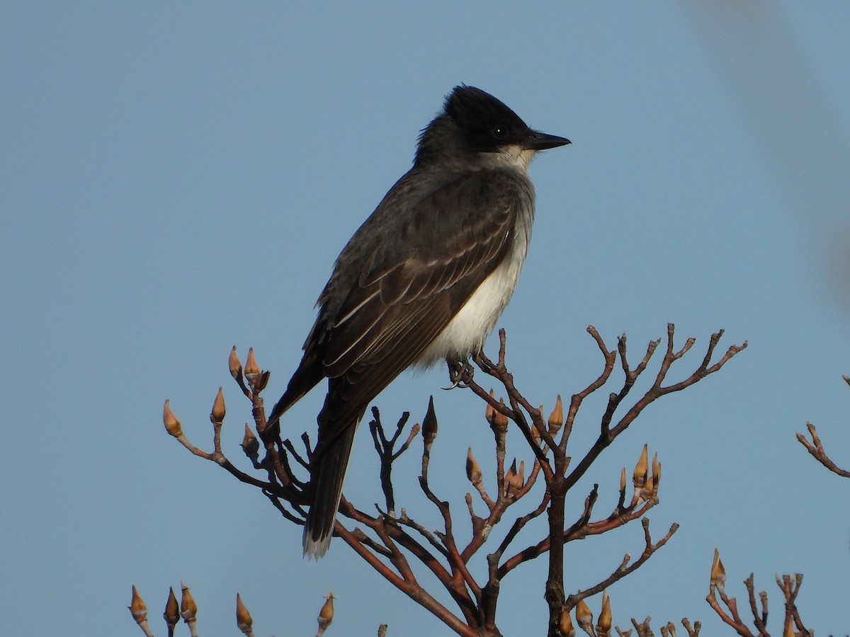 Eastern Kingbird - ML156349351