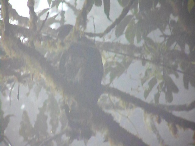 White-rumped Hawk - ML156350661