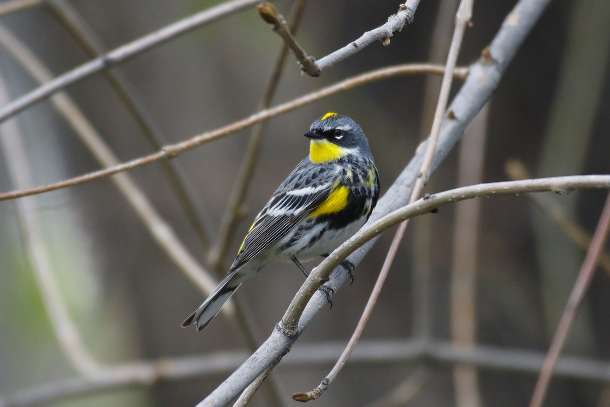 Yellow-rumped Warbler (Myrtle x Audubon's) - ML156351521