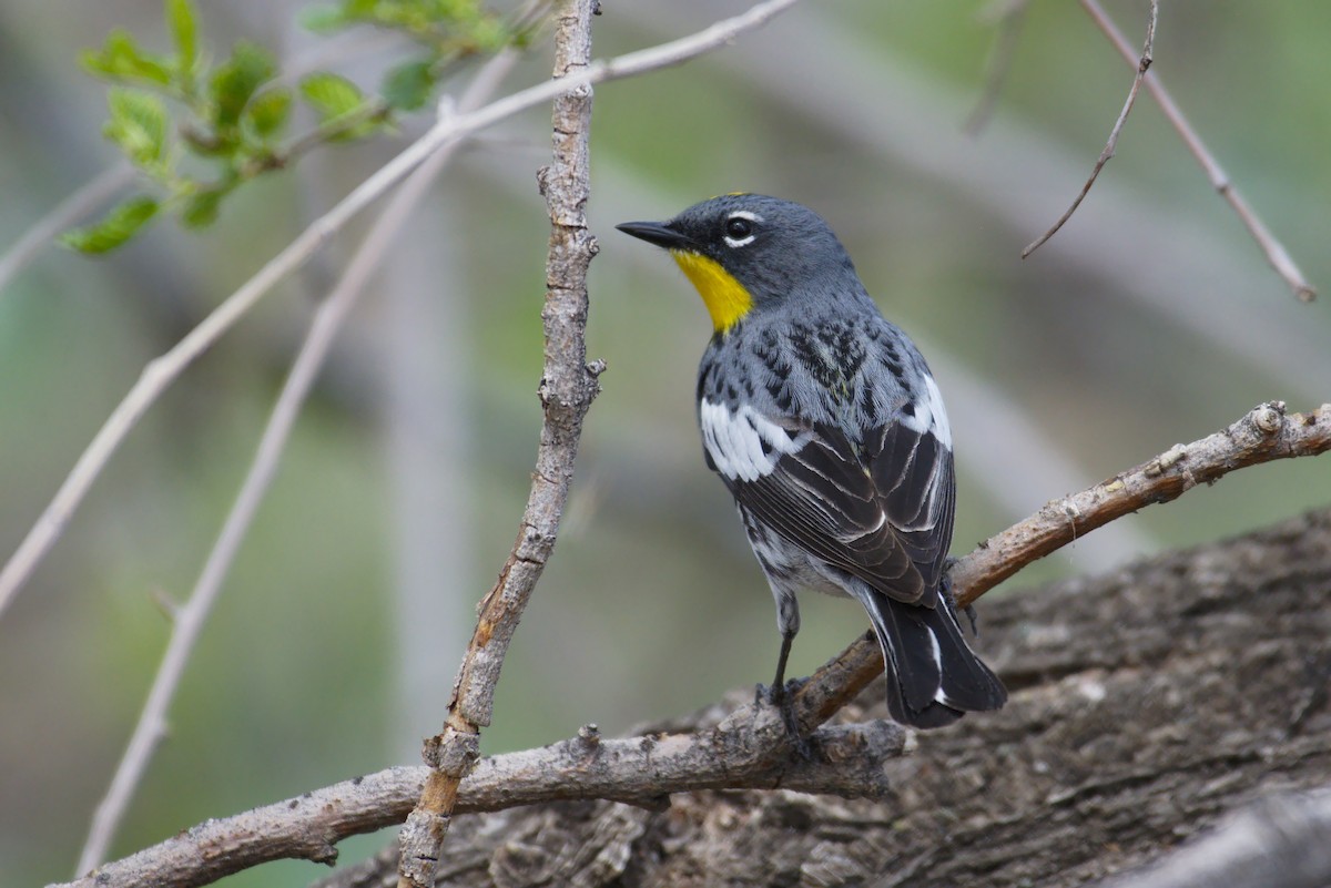 Yellow-rumped Warbler (Audubon's) - ML156351531