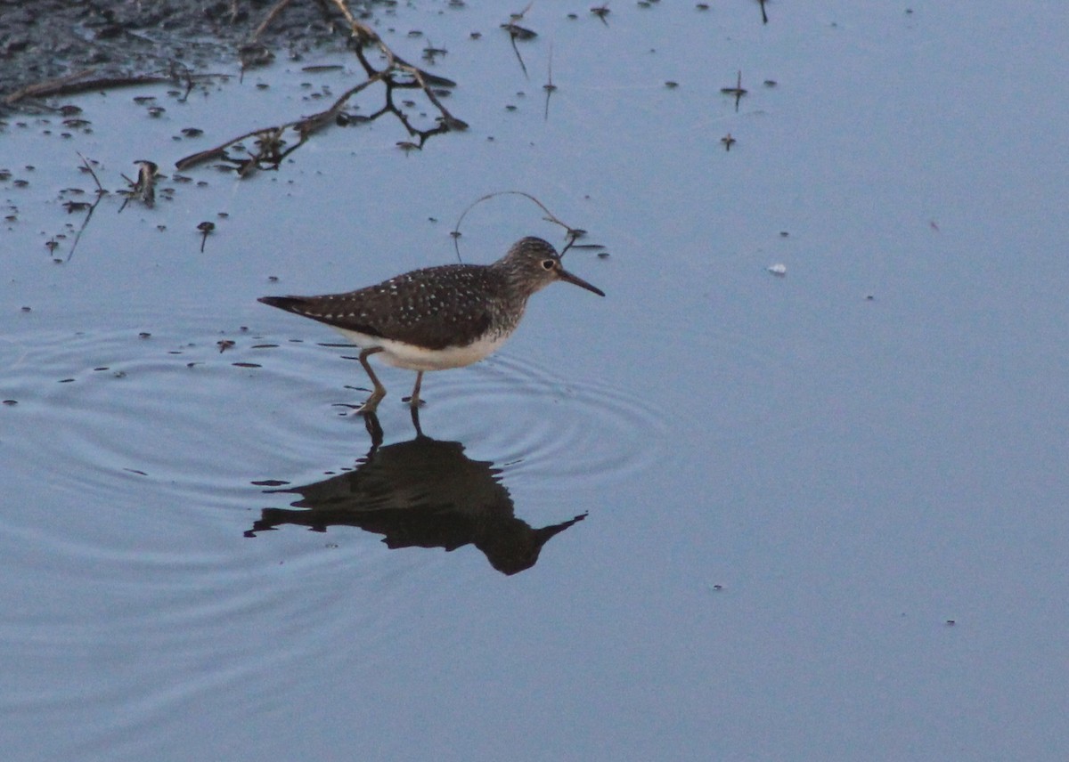 Solitary Sandpiper - ML156353051