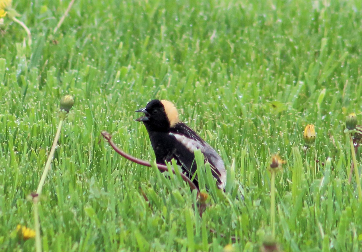 Bobolink - ML156353751