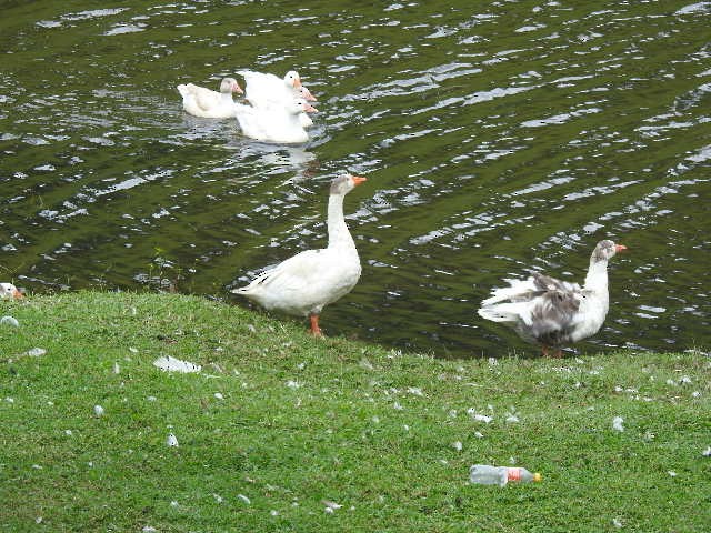 Graylag Goose (Domestic type) - ML156353911