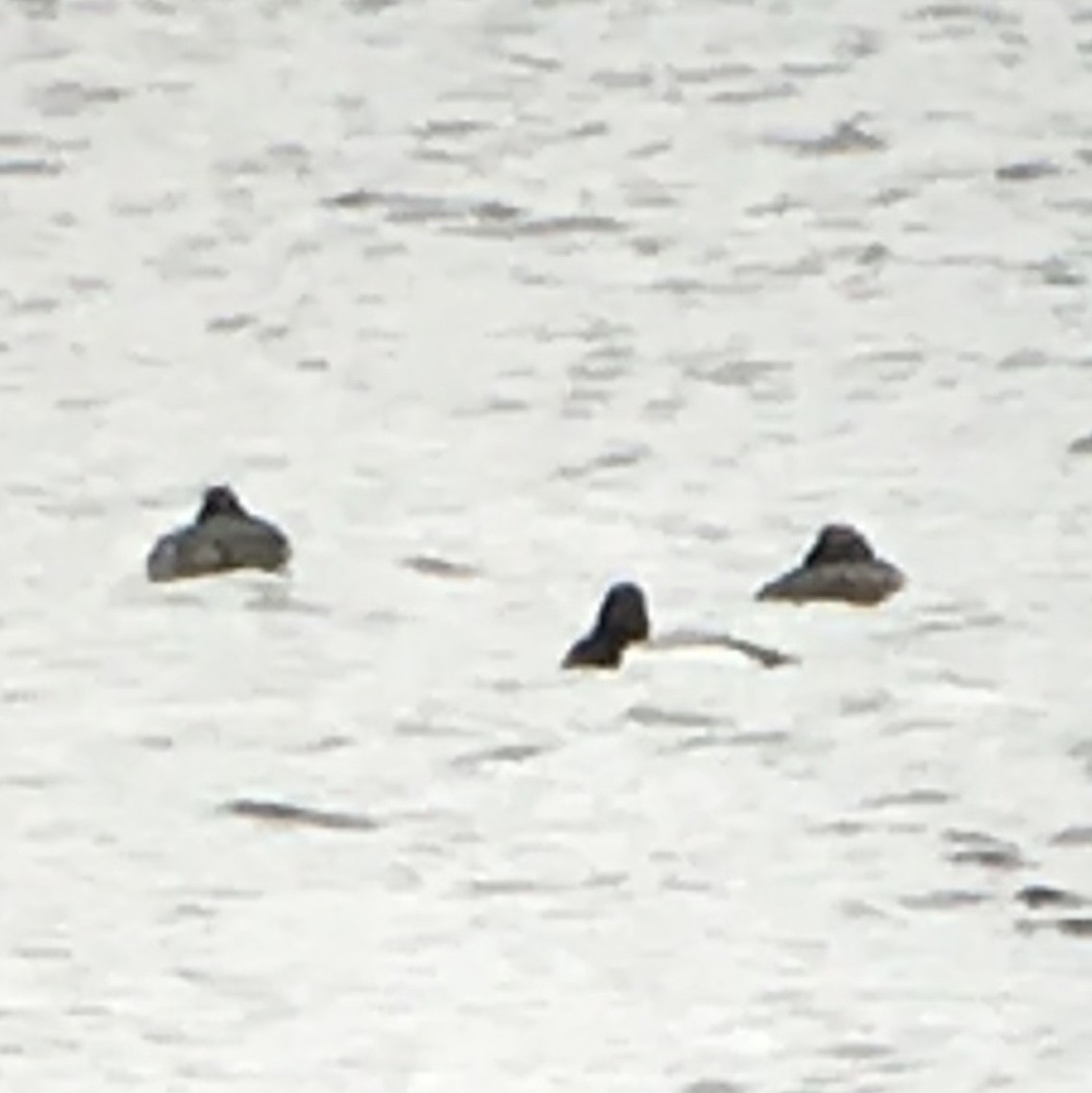 Greater Scaup - ML156353971