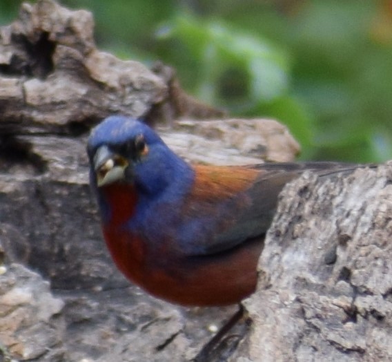 Varied x Painted Bunting (hybrid) - ML156354841