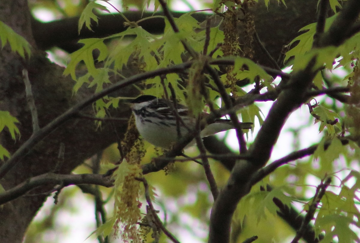 Blackpoll Warbler - ML156354991