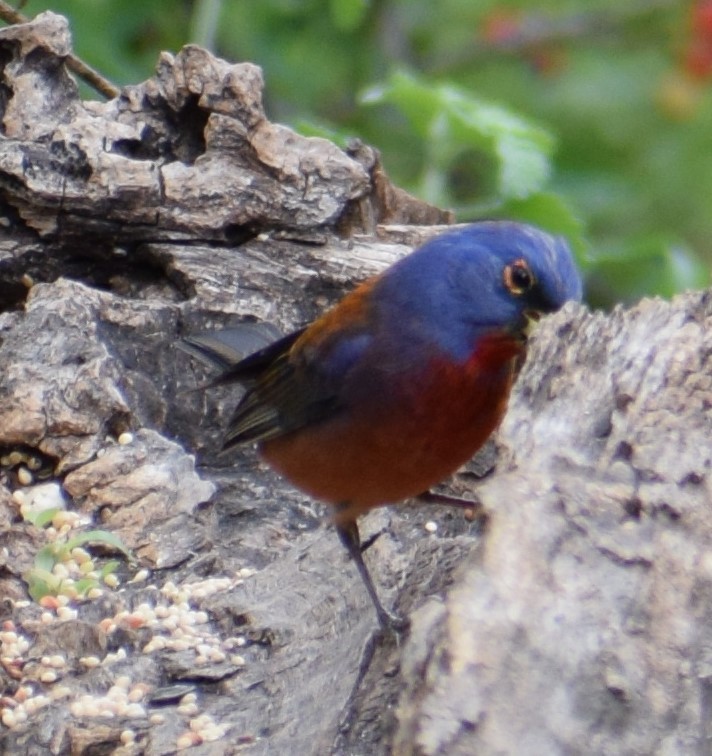 Hybride Passerin varié x P. nonpareil - ML156355171