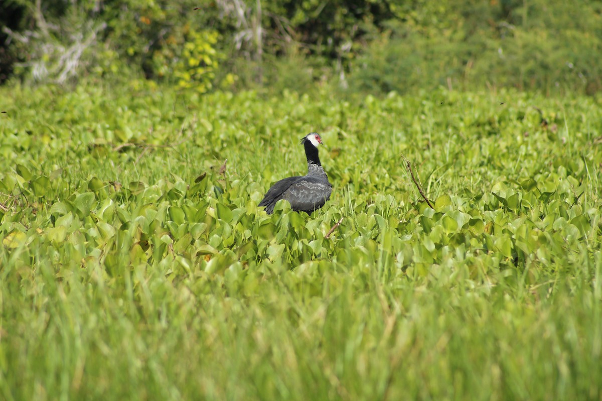 Northern Screamer - ML156355181