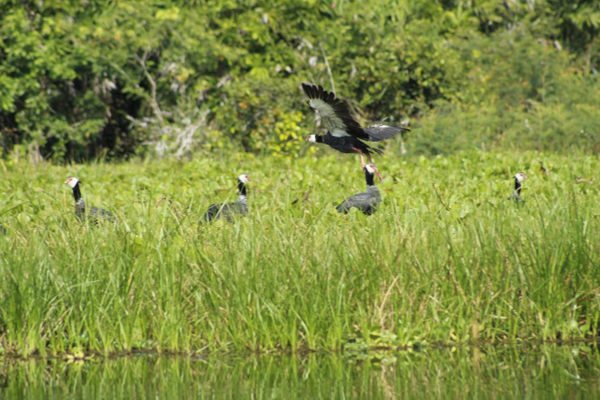 Northern Screamer - ML156355491