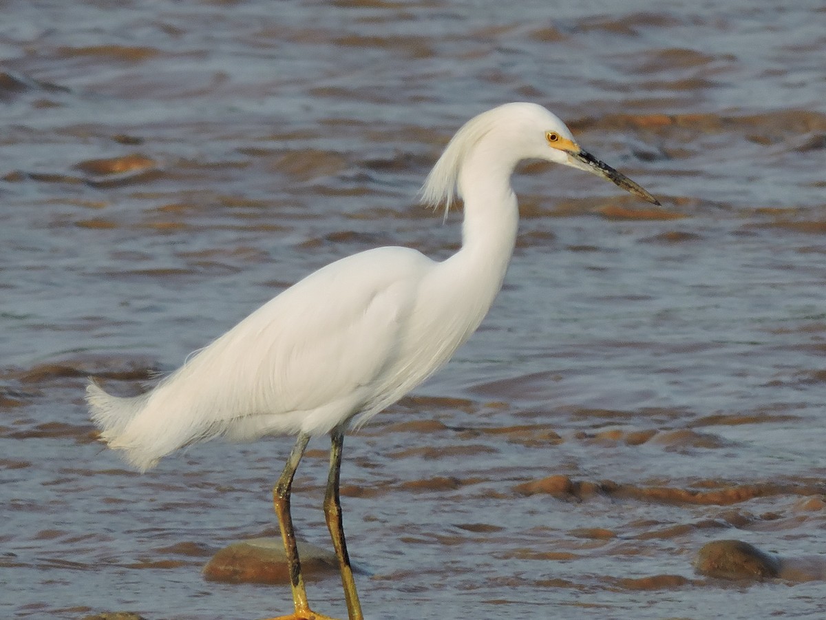 Snowy Egret - ML156355911