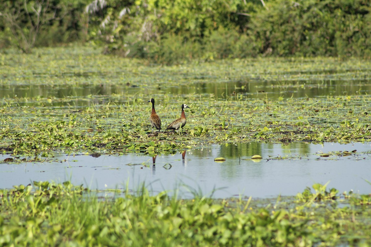 White-faced Whistling-Duck - ML156355961