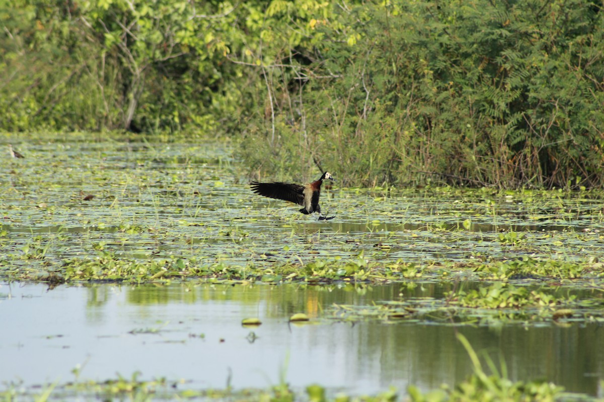 White-faced Whistling-Duck - ML156356151