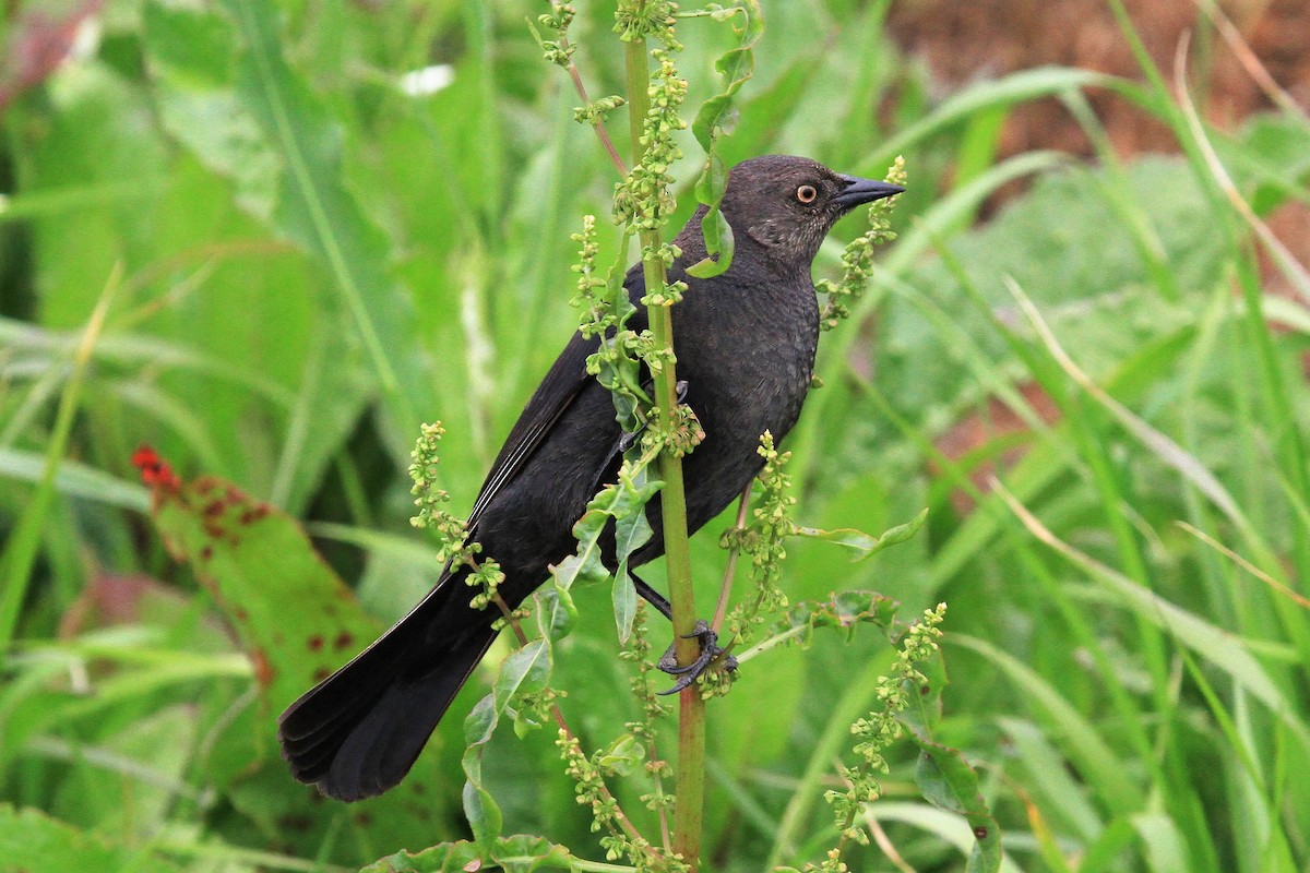 Brewer's Blackbird - ML156356241