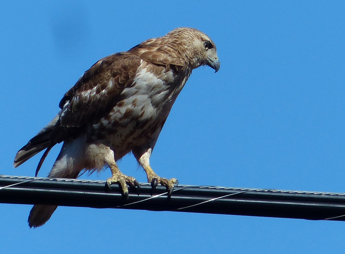 Rotschwanzbussard - ML156356311