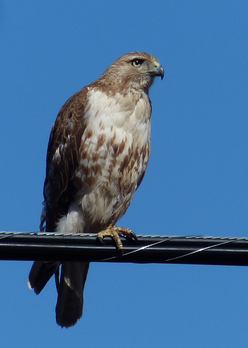 Red-tailed Hawk - ML156356321