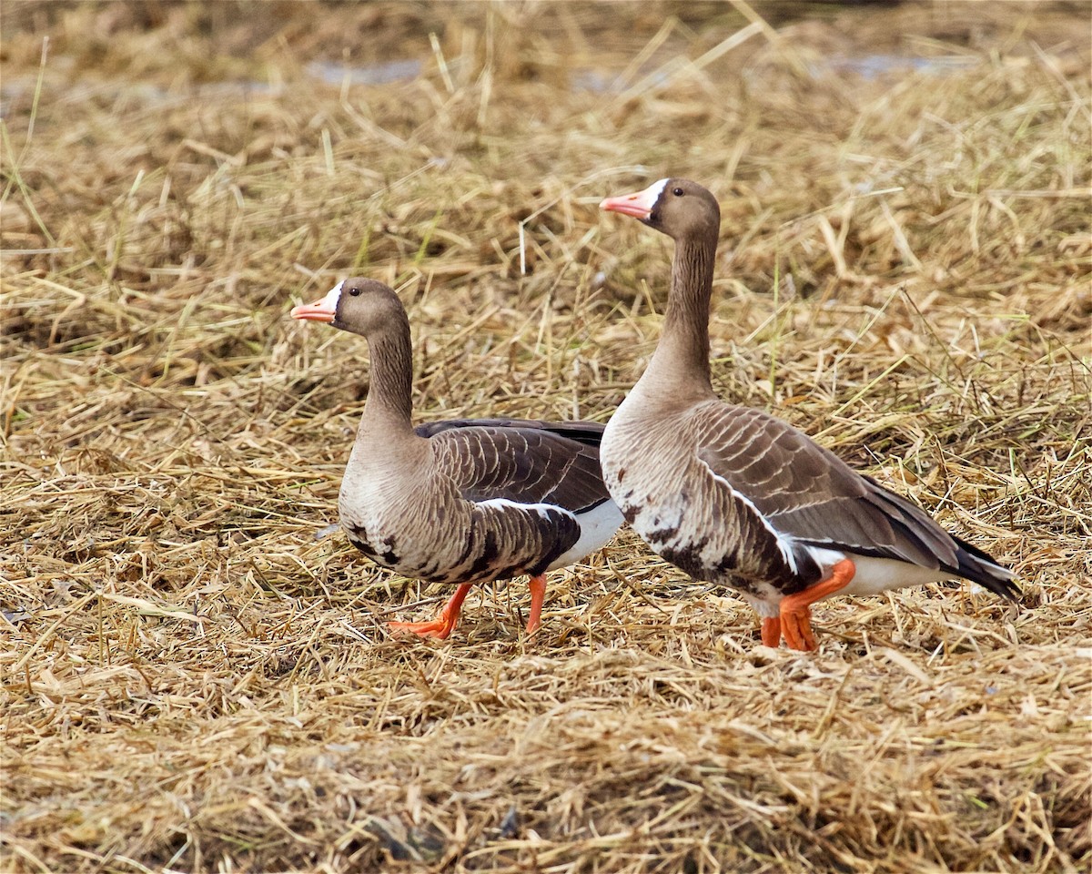 Greater White-fronted Goose - Jack & Holly Bartholmai