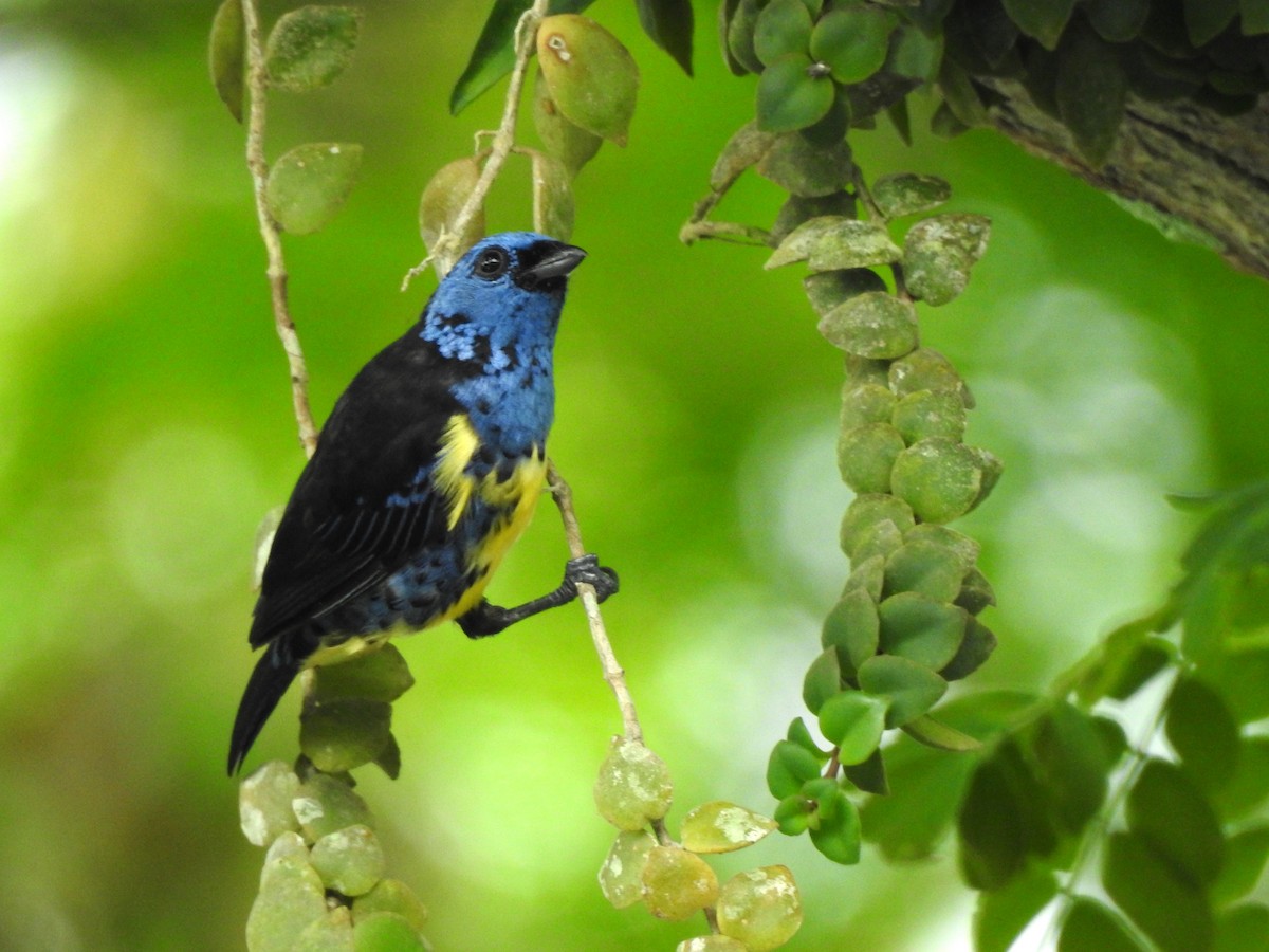 Turquoise Tanager - Amadeo Perdomo Rojas