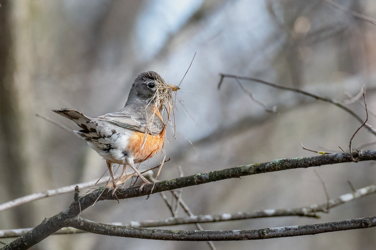 American Robin - ML156357501