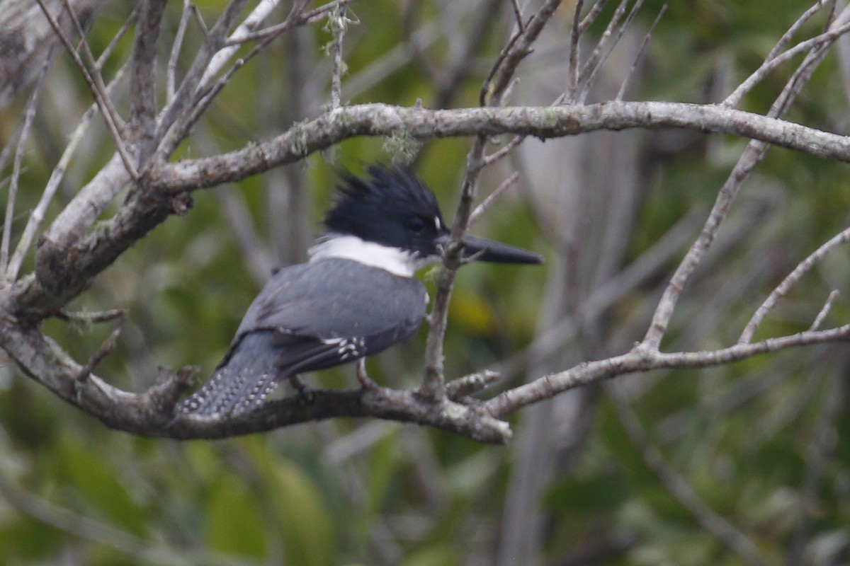 Belted Kingfisher - ML156358451