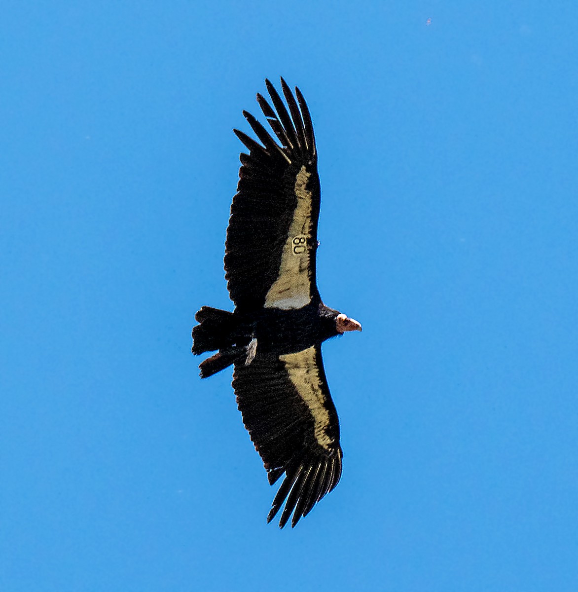 California Condor - Ben  Valdez