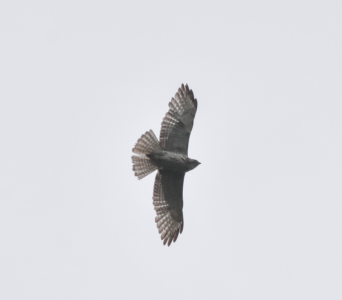 Broad-winged Hawk - Mauricio López