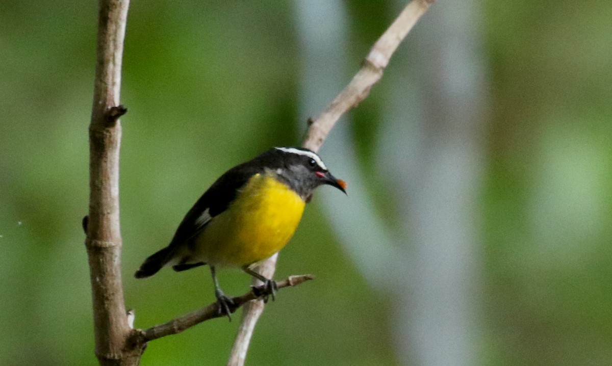 Bananaquit (Greater Antillean) - Jay McGowan