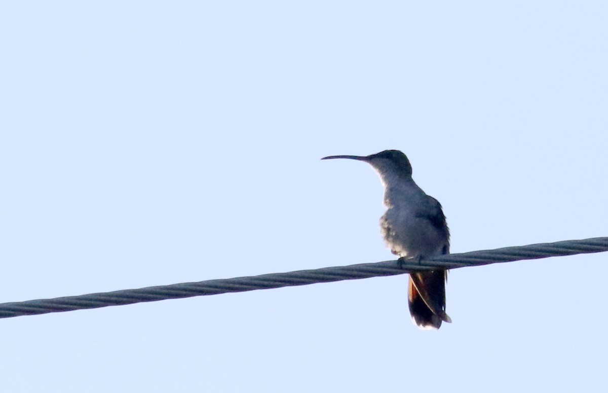 kolibřík hispaniolský - ML156362371
