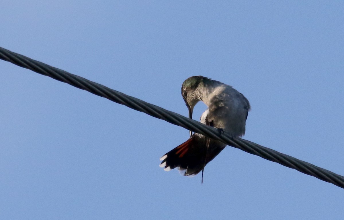 kolibřík hispaniolský - ML156362441