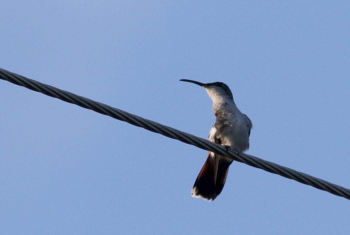 kolibřík hispaniolský - ML156362581