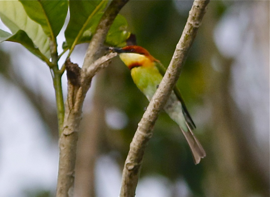 Chestnut-headed Bee-eater - Don Roberson