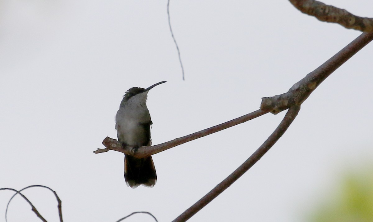 Hispaniolan Mango - Jay McGowan