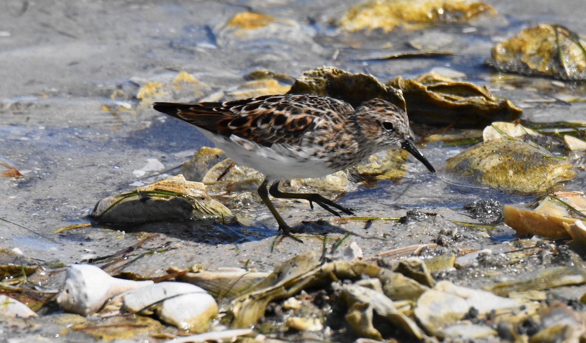 Least Sandpiper - ML156364541