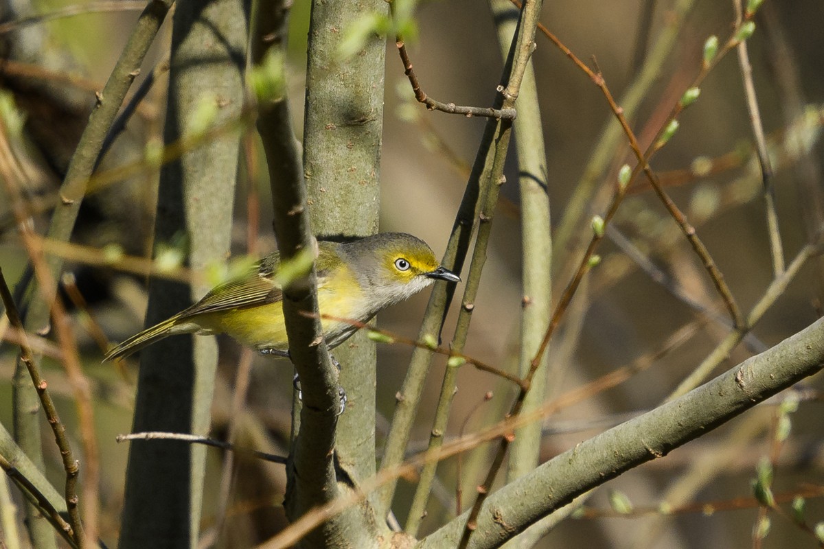 White-eyed Vireo - Ryan Griffiths