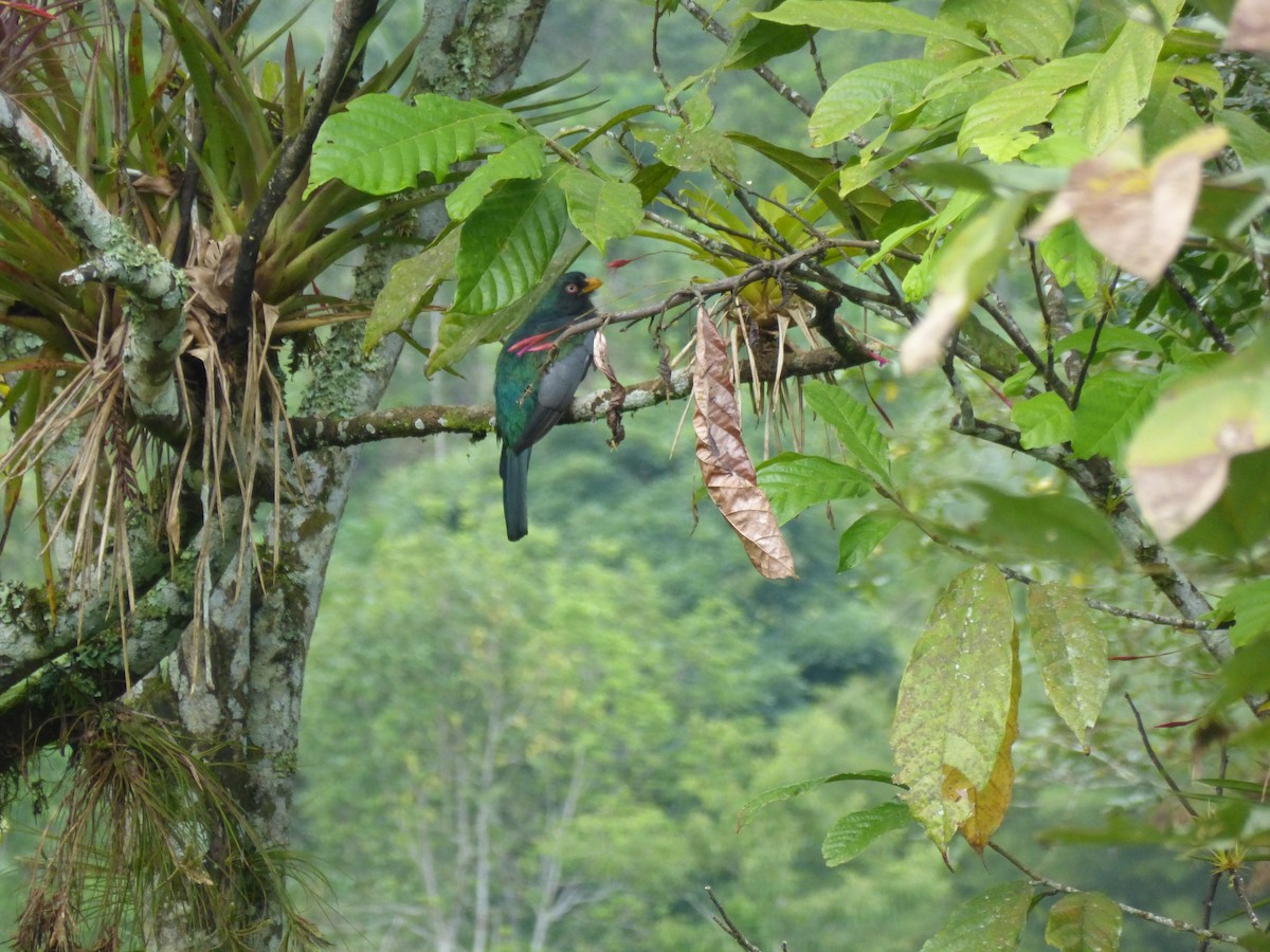 Trogon d'Équateur - ML156366341