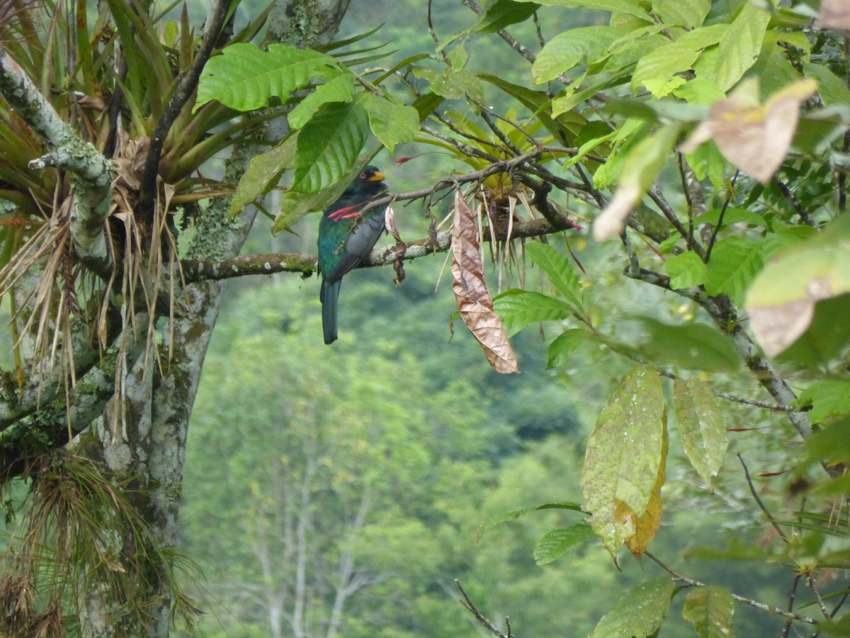 Trogon d'Équateur - ML156366471