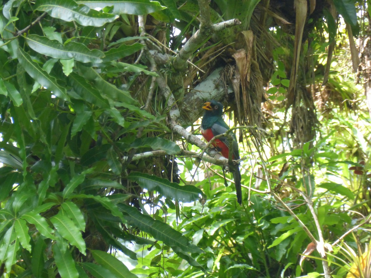 Ecuadorian Trogon - ML156366541