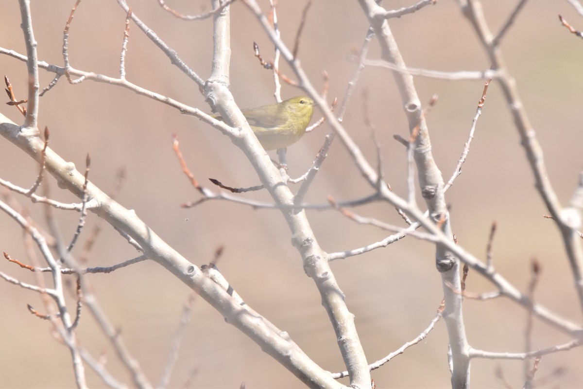 Orange-crowned Warbler - ML156367071